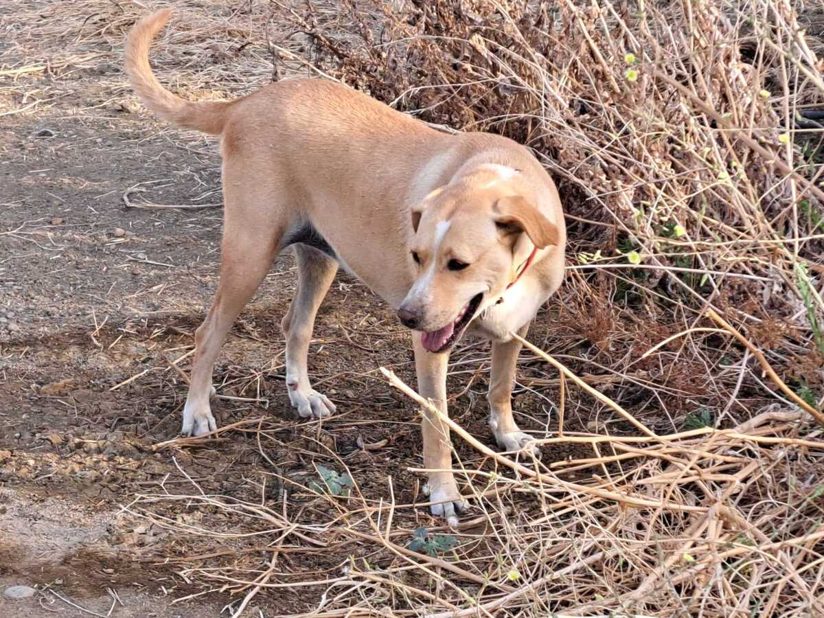 Adoption Brenda