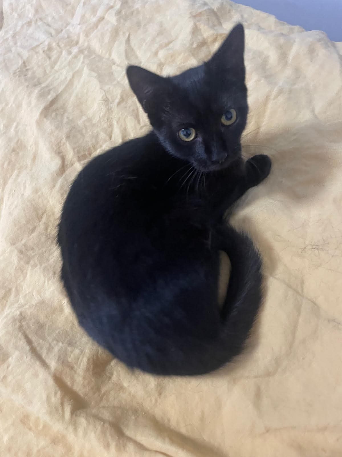 Adoption Louisa