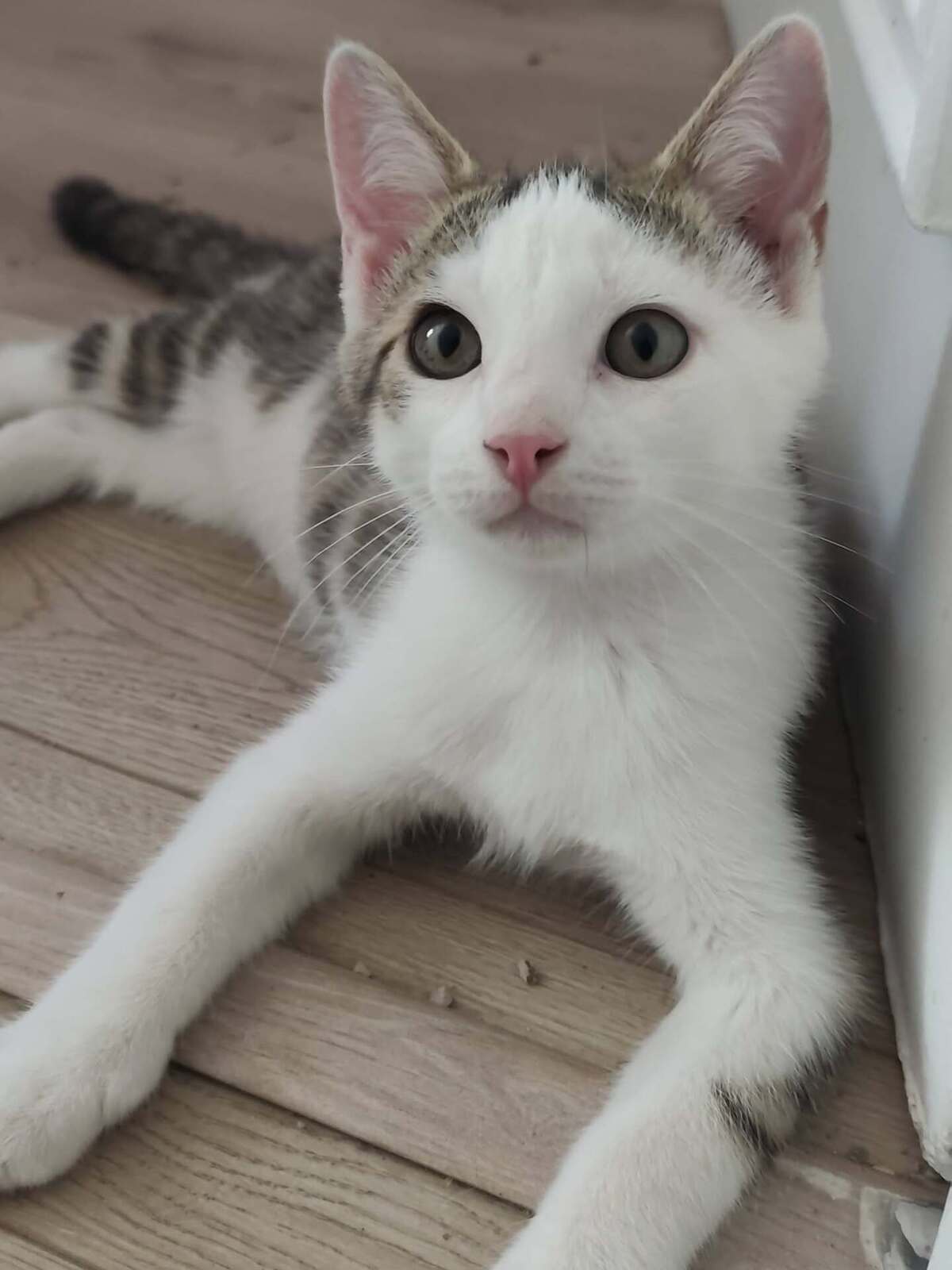 Adoption Brigand
