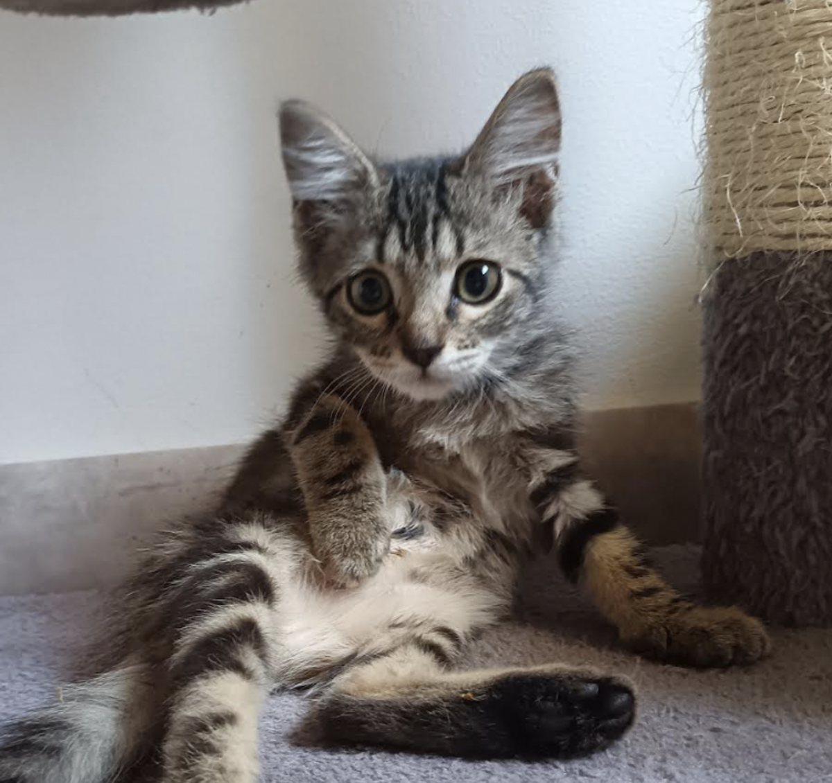Adoption Mae 