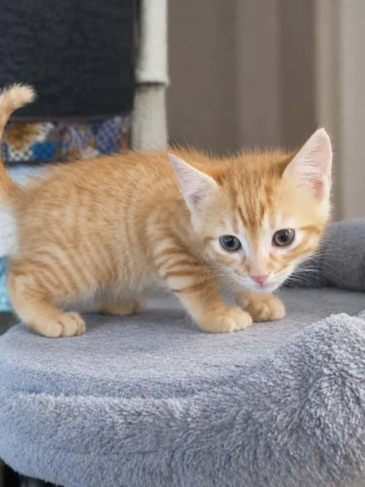 Adoption Bambi