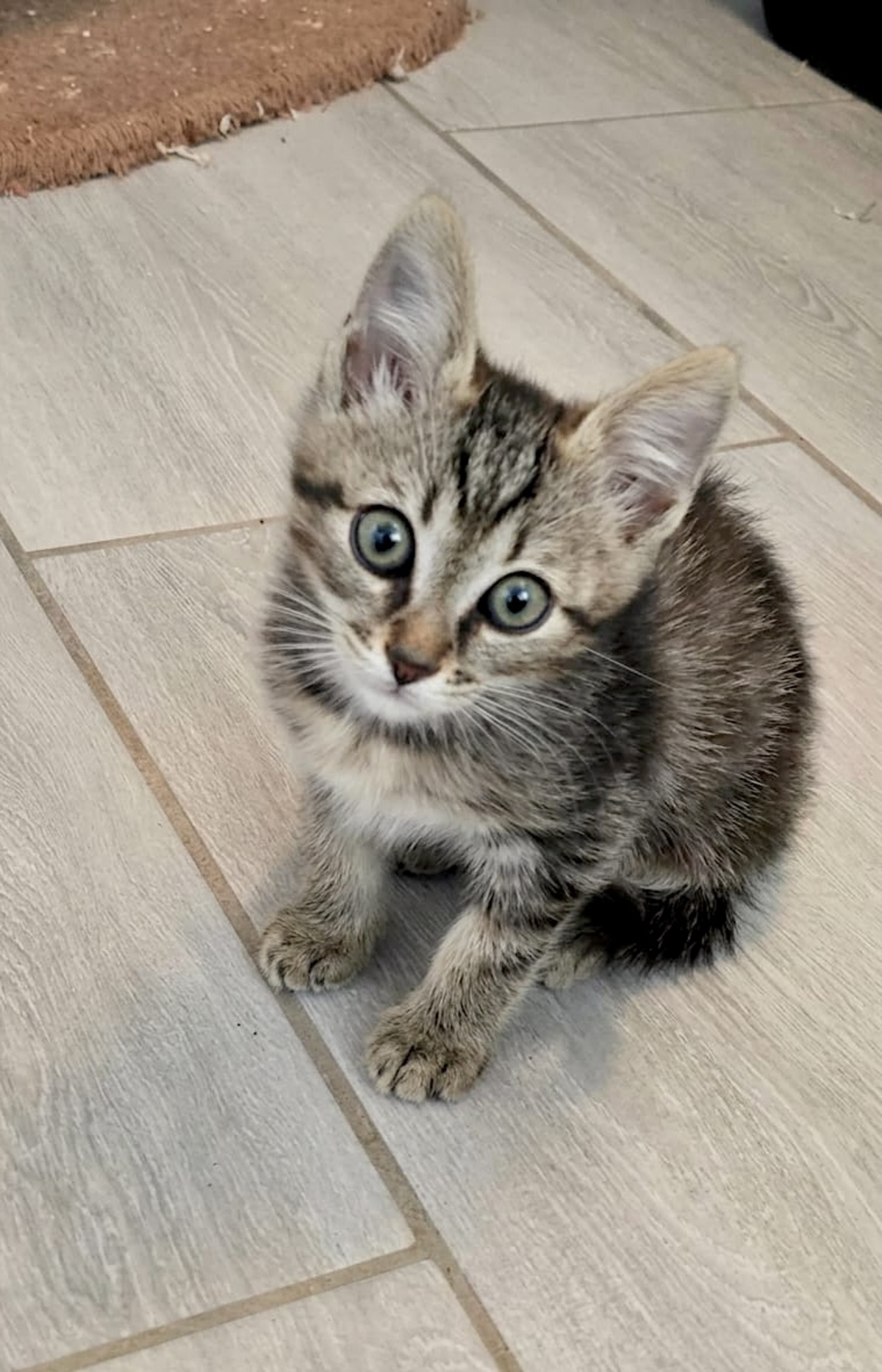 Adoption Bart