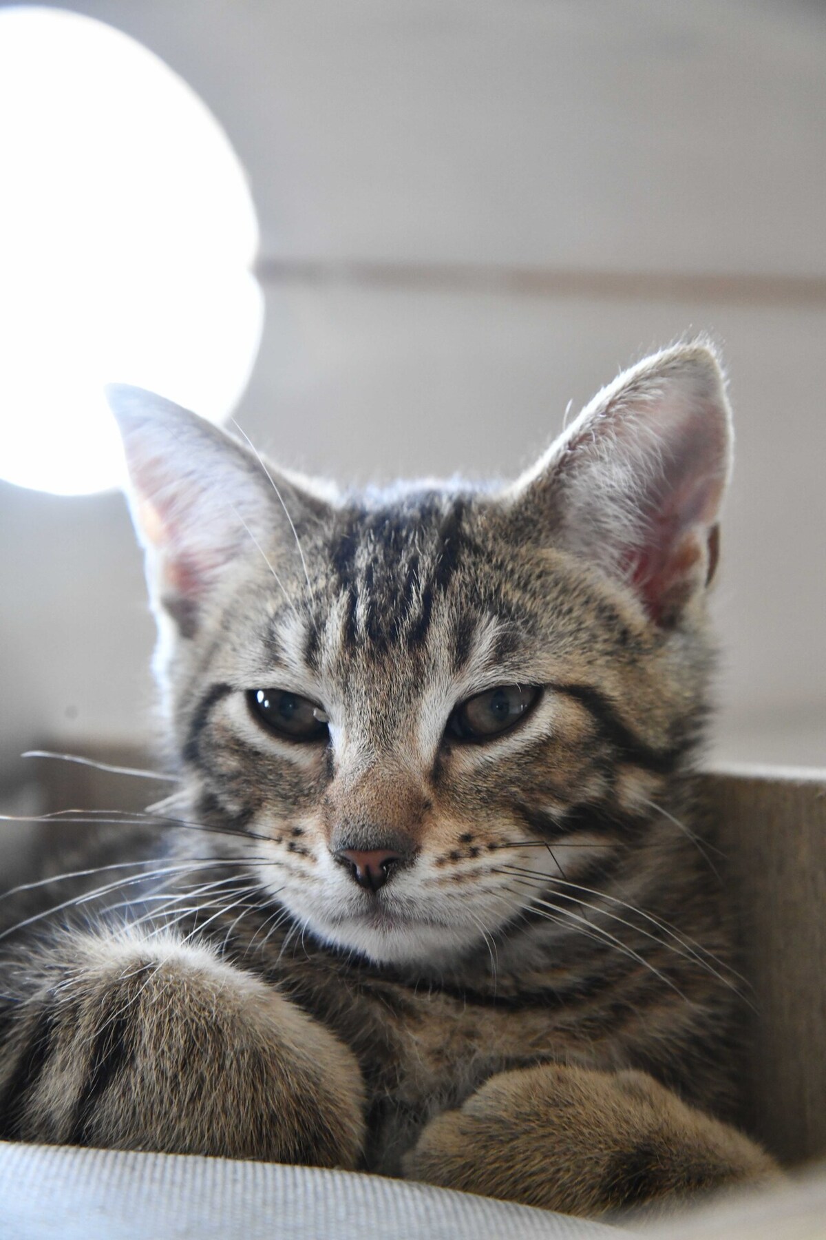 Adoption SMOOTHIE