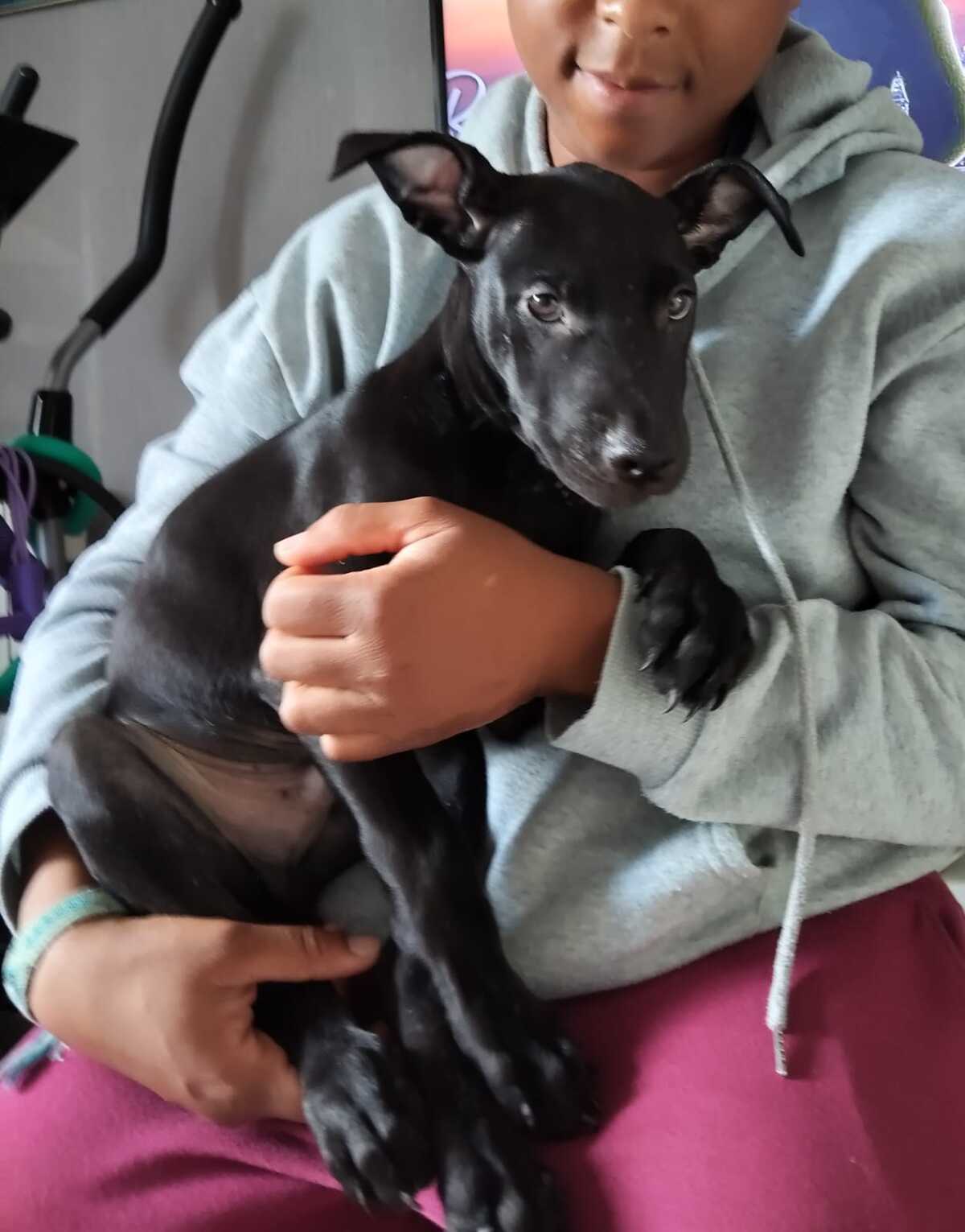 Adoption Fuego