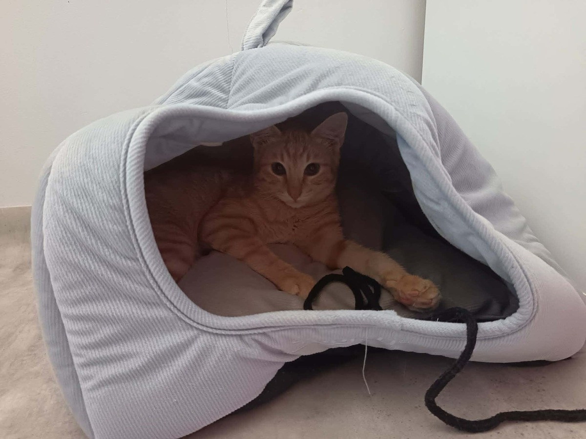 Adoption Murphy