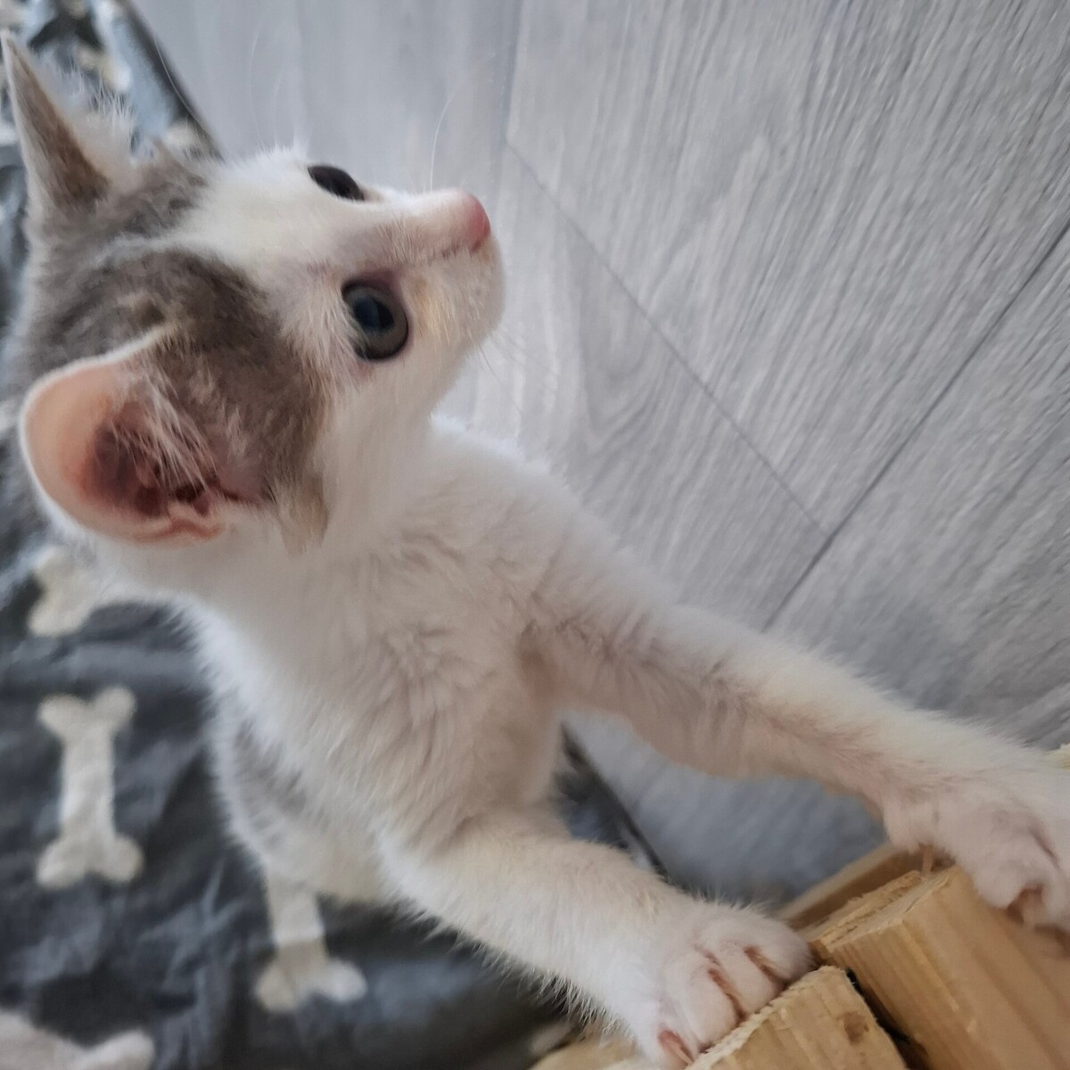 Adoption BRAILLOU