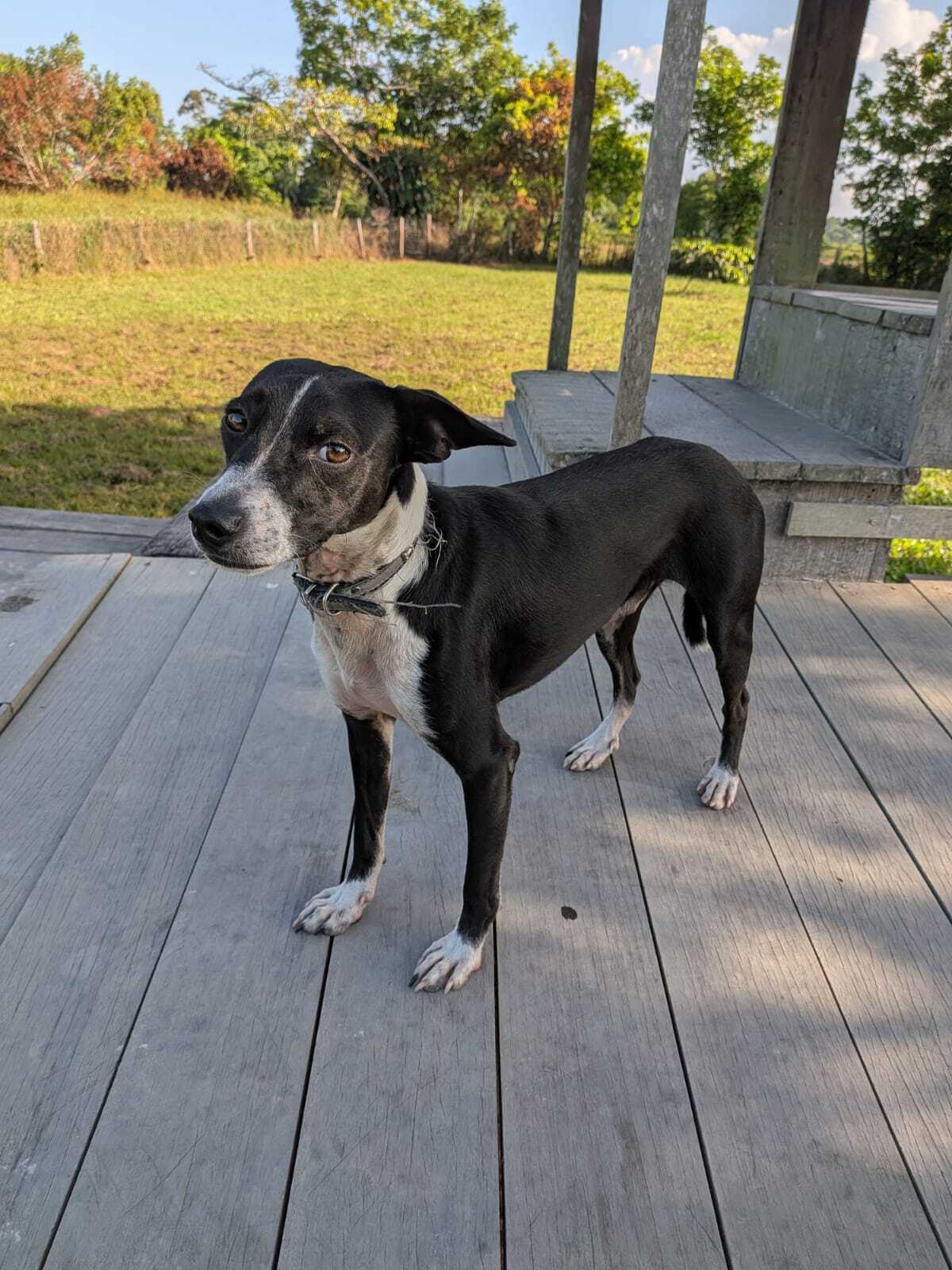 Adoption Frisco