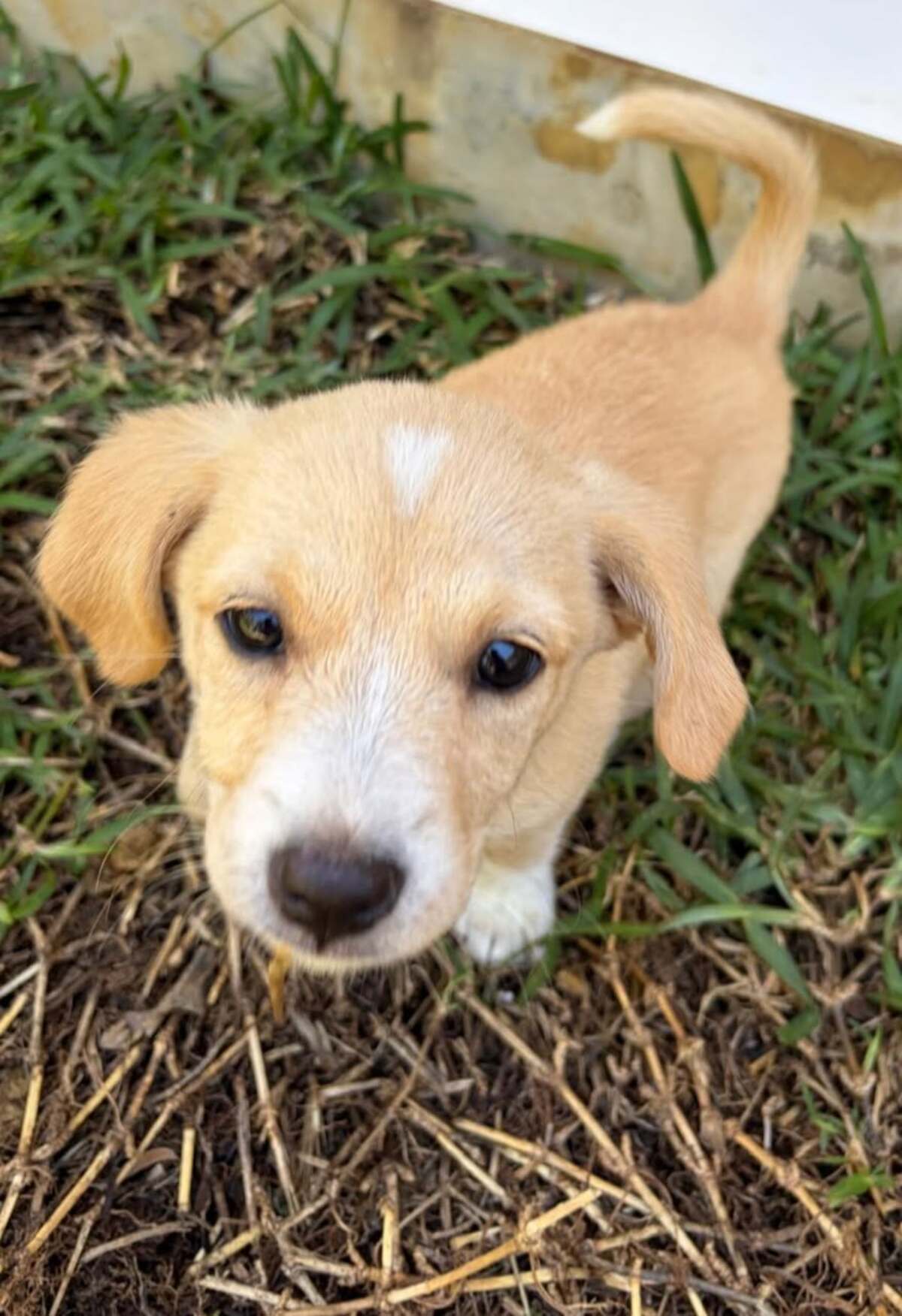 Adoption Bloom