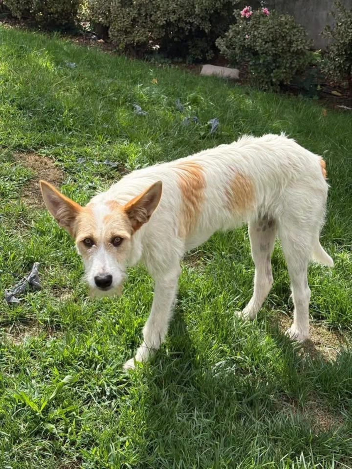 Adoption Lotus