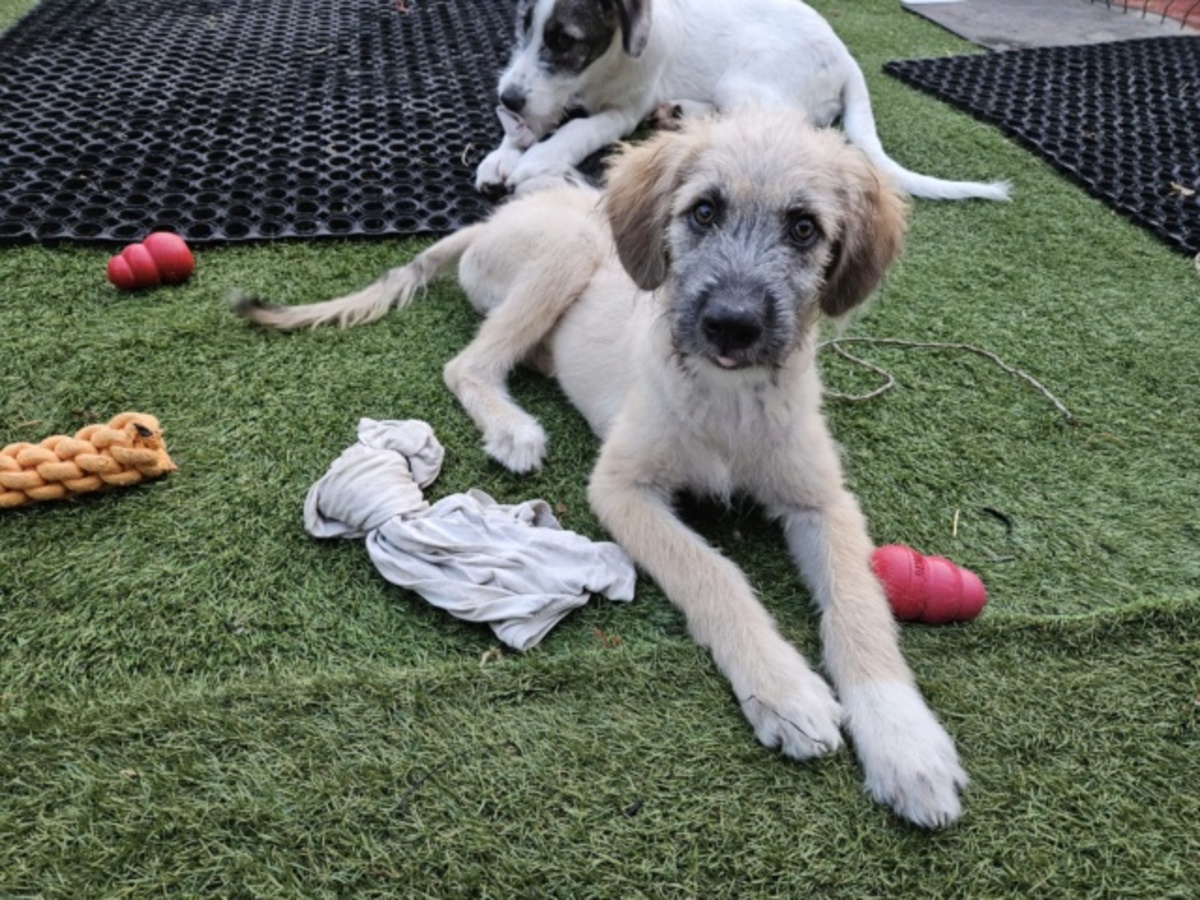 Adoption Siya