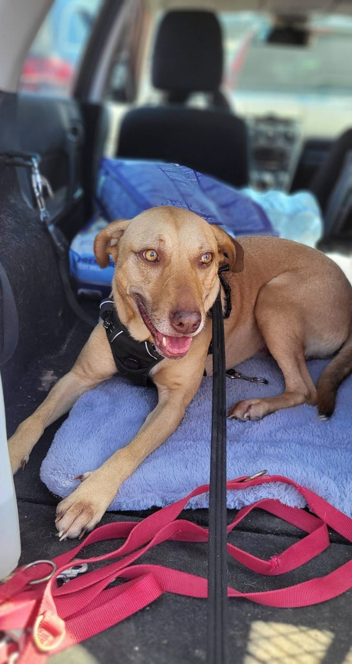 Adoption Fifi