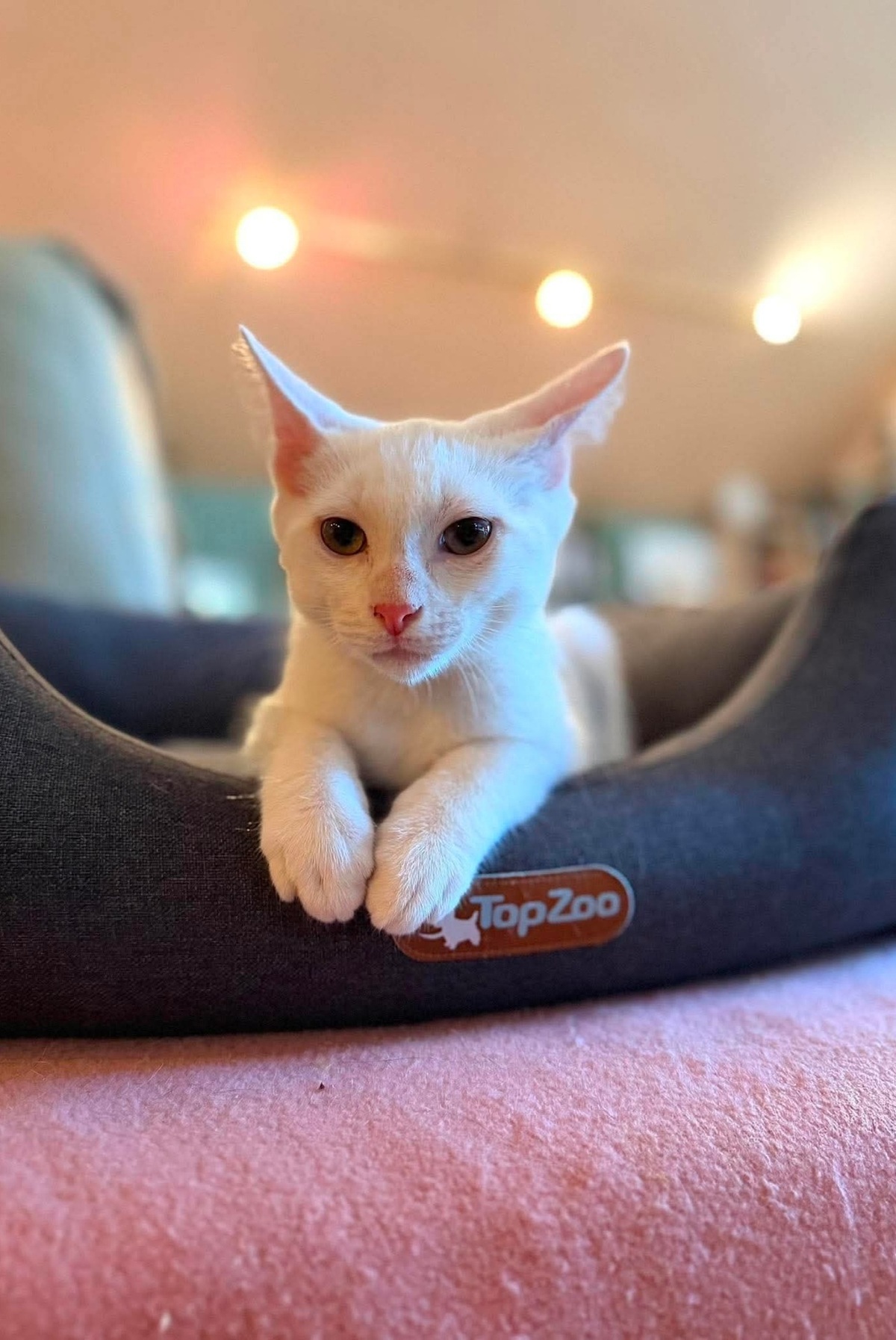 Adoption Olaf