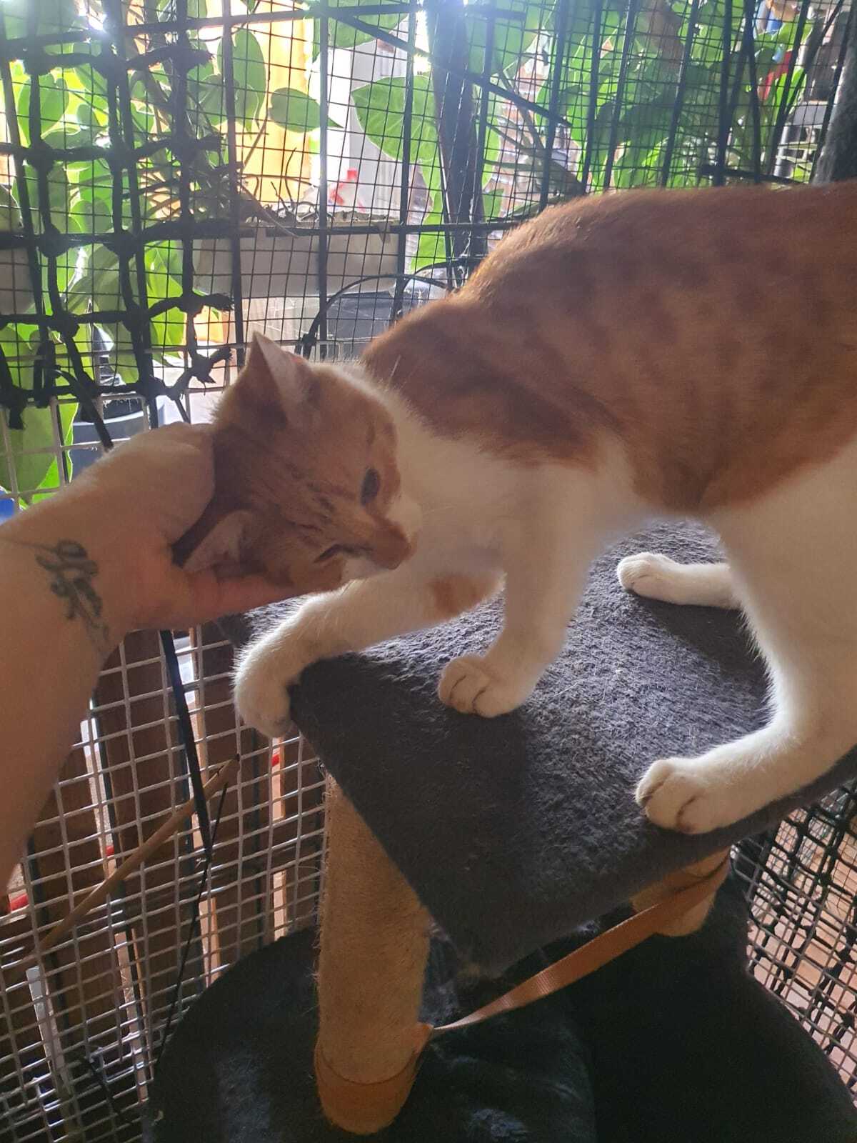 Adoption Evadé