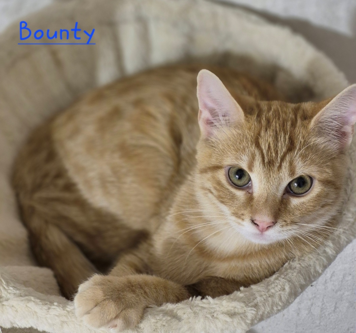 Adoption Bounty, Bella, Bianca et Benji