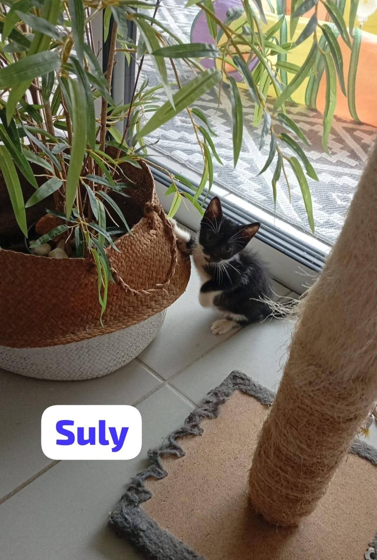 Adoption Suly