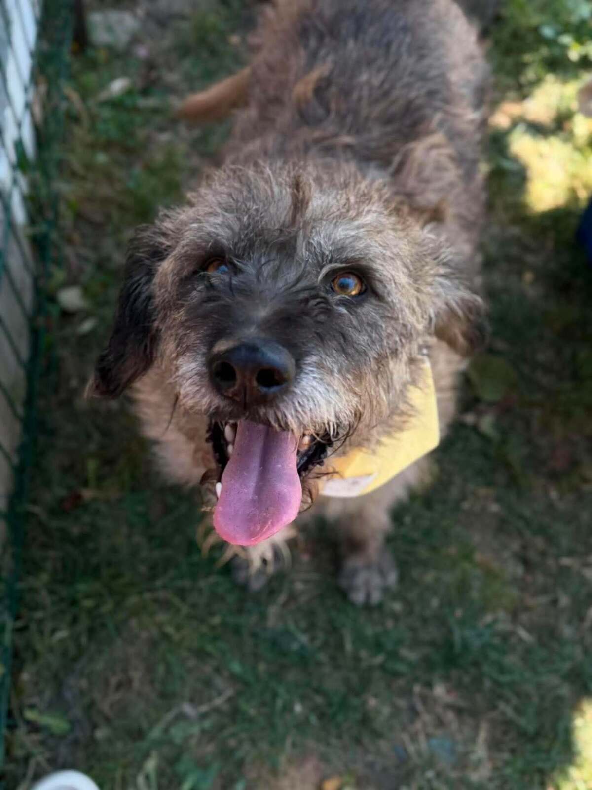 Adoption Frisette