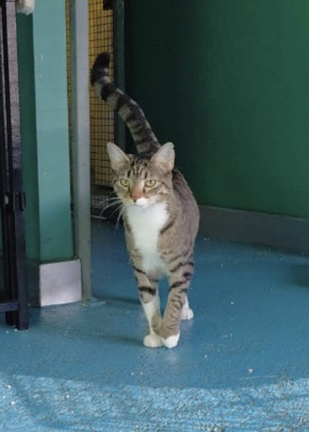 Adoption Nala