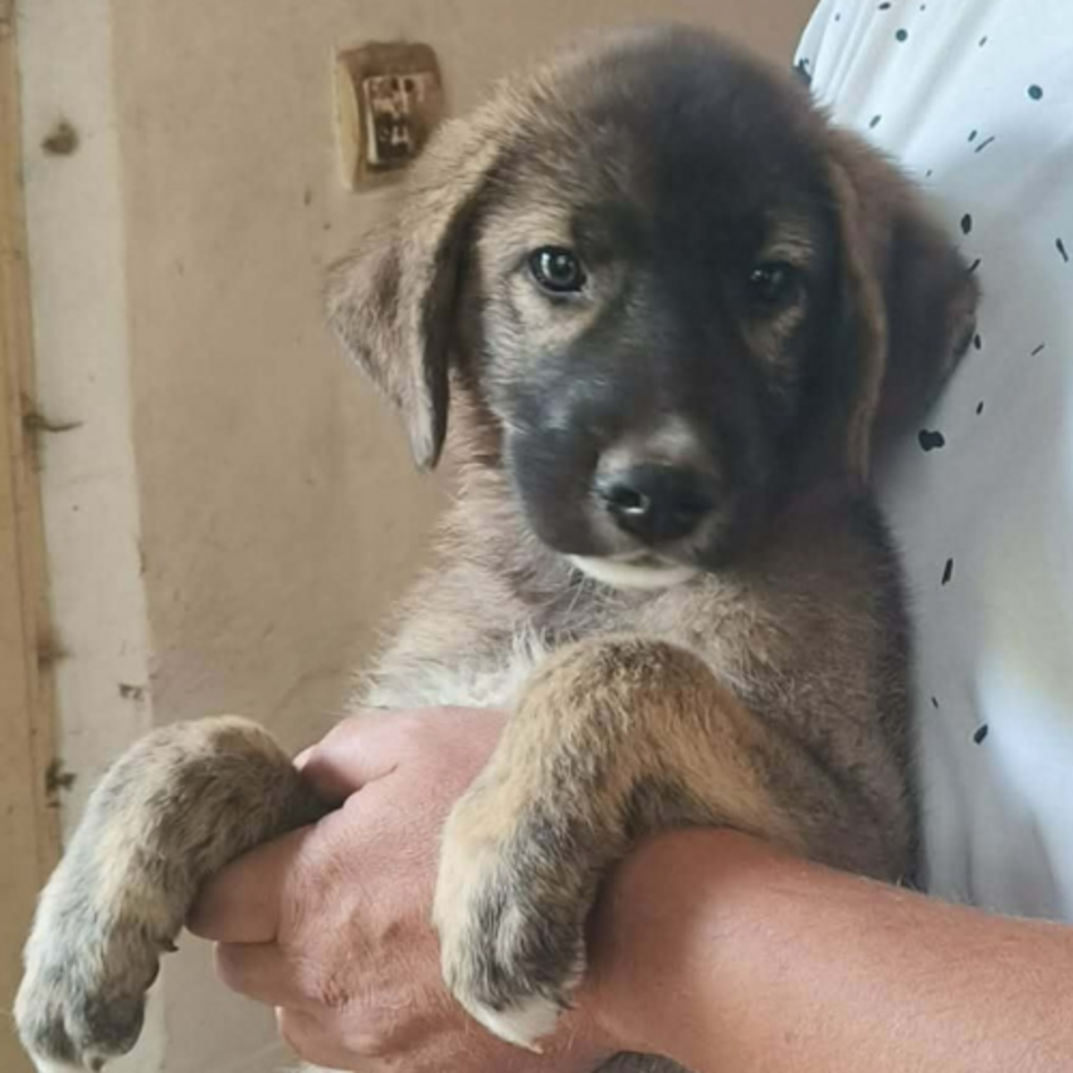 Adoption Ulfi