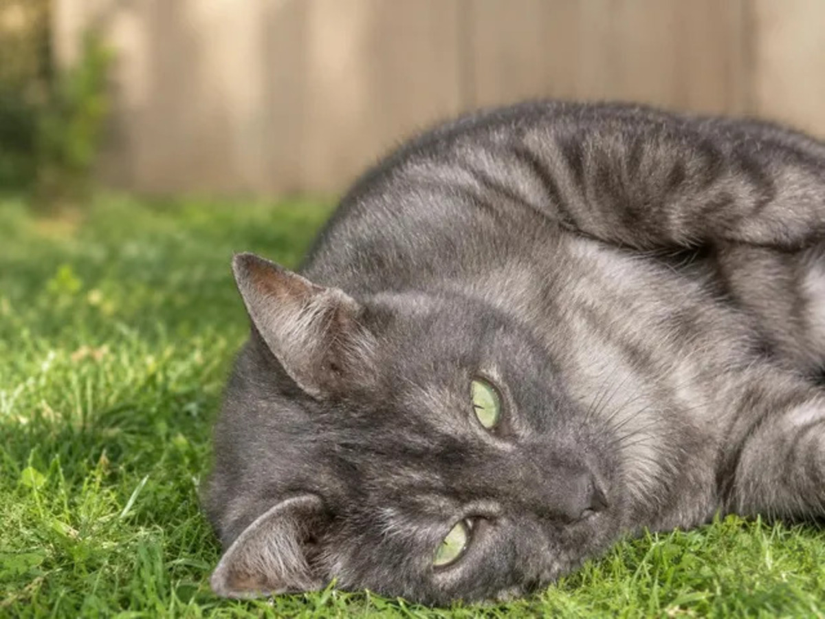 Adoption Smoky