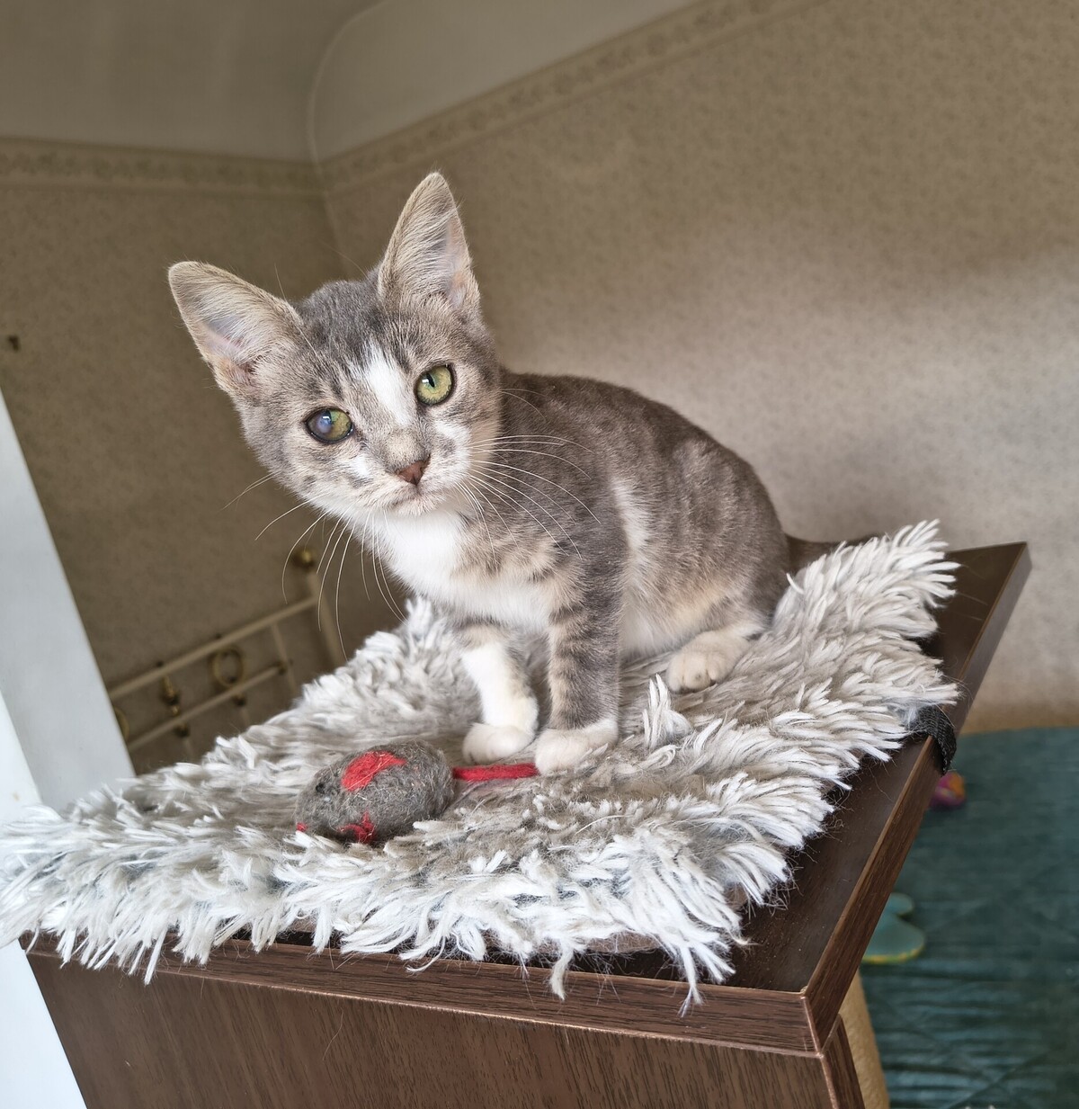 Adoption Vroum