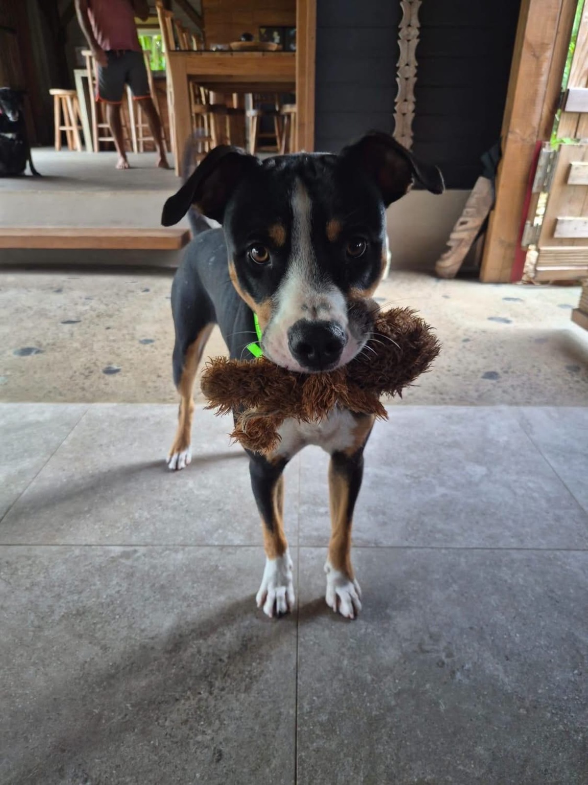 Adoption Lucky
