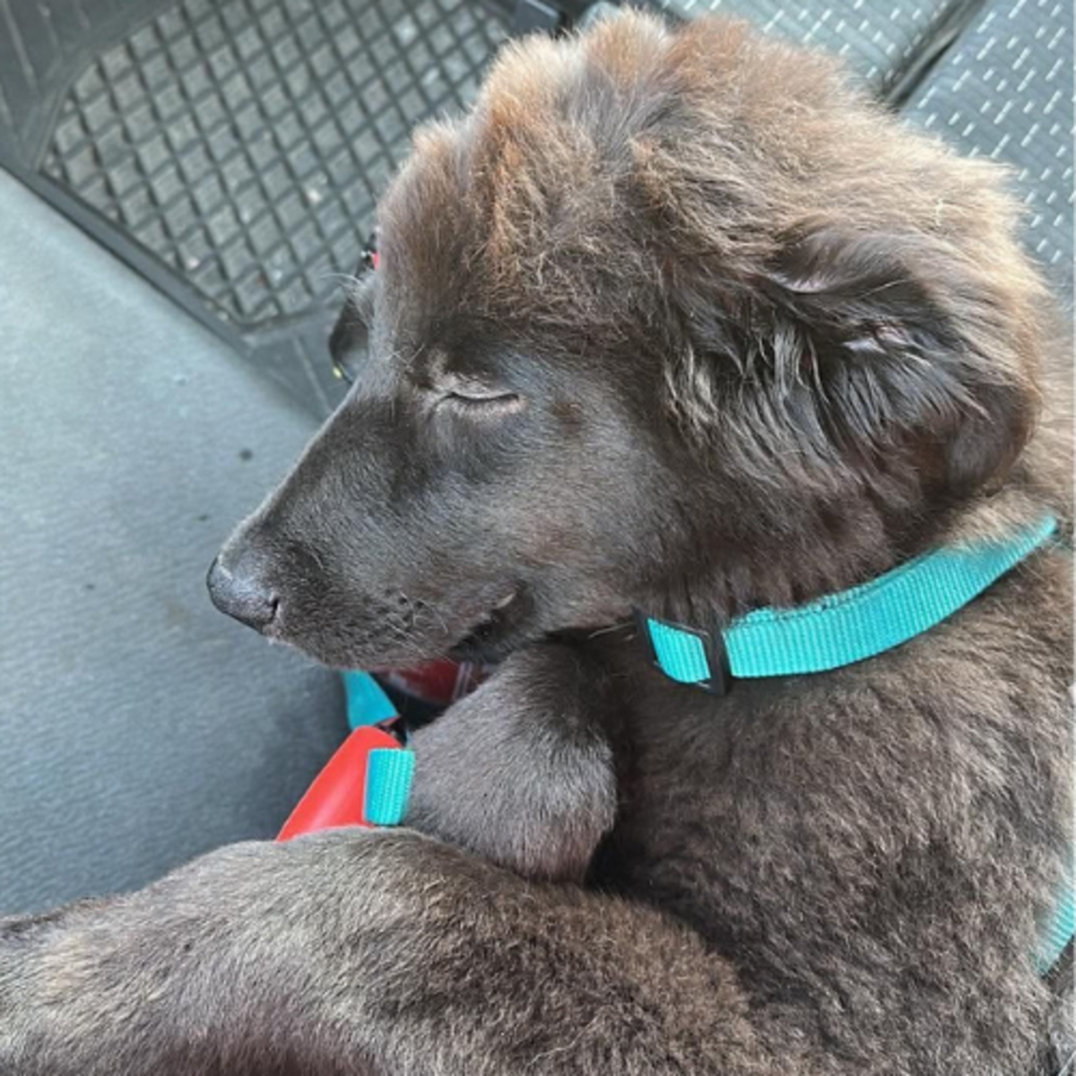 Adoption OLIVER