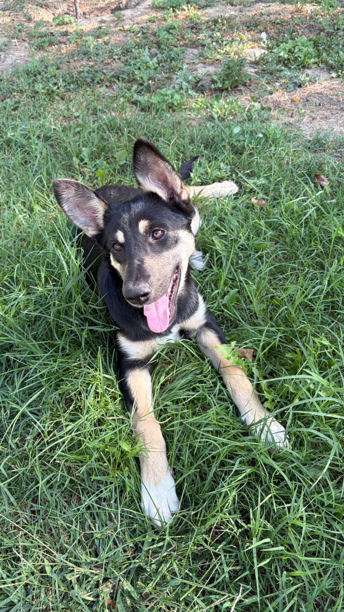 Adoption Lessie