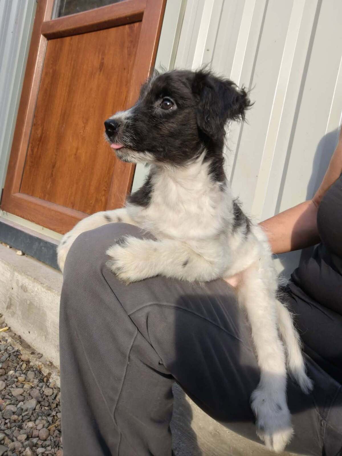 Adoption Crunchie