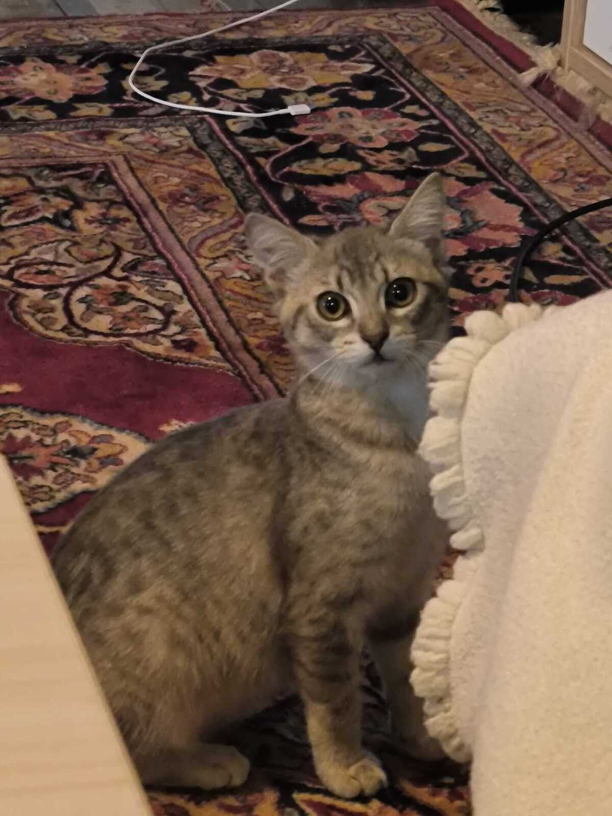 Adoption Blue