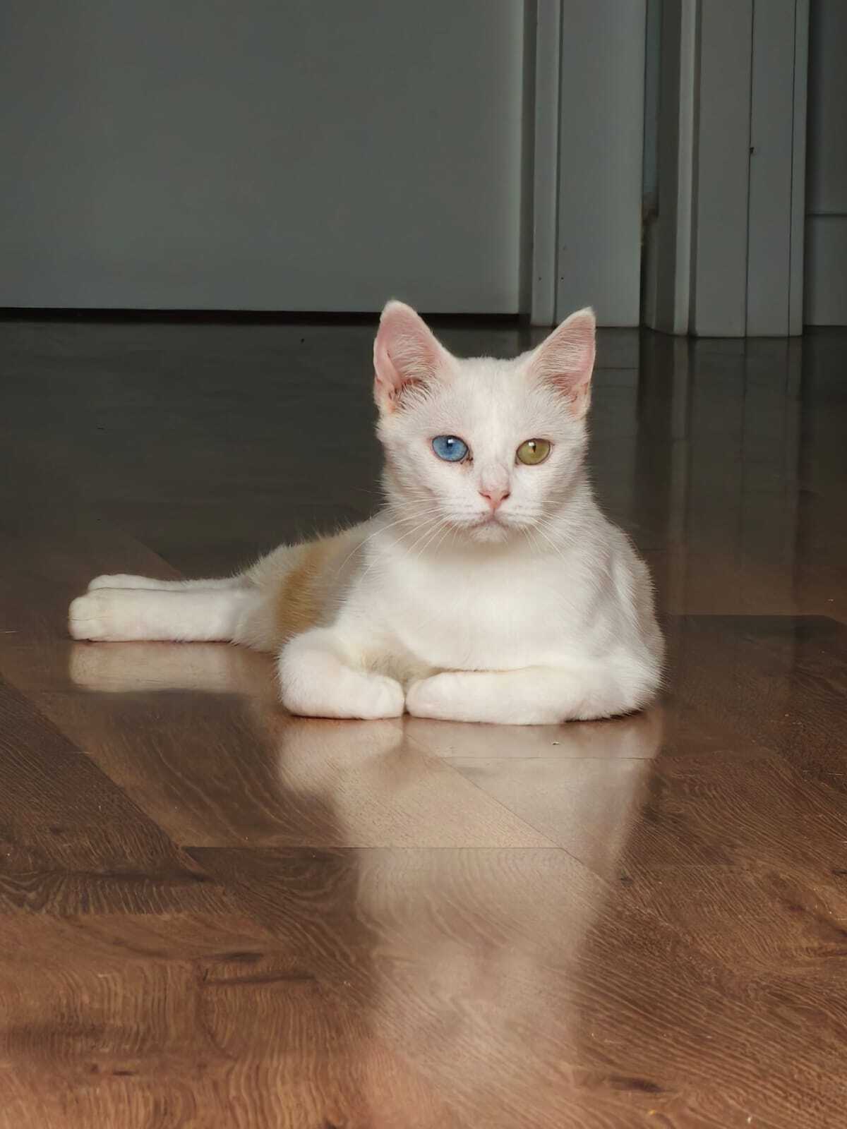 Adoption Perla