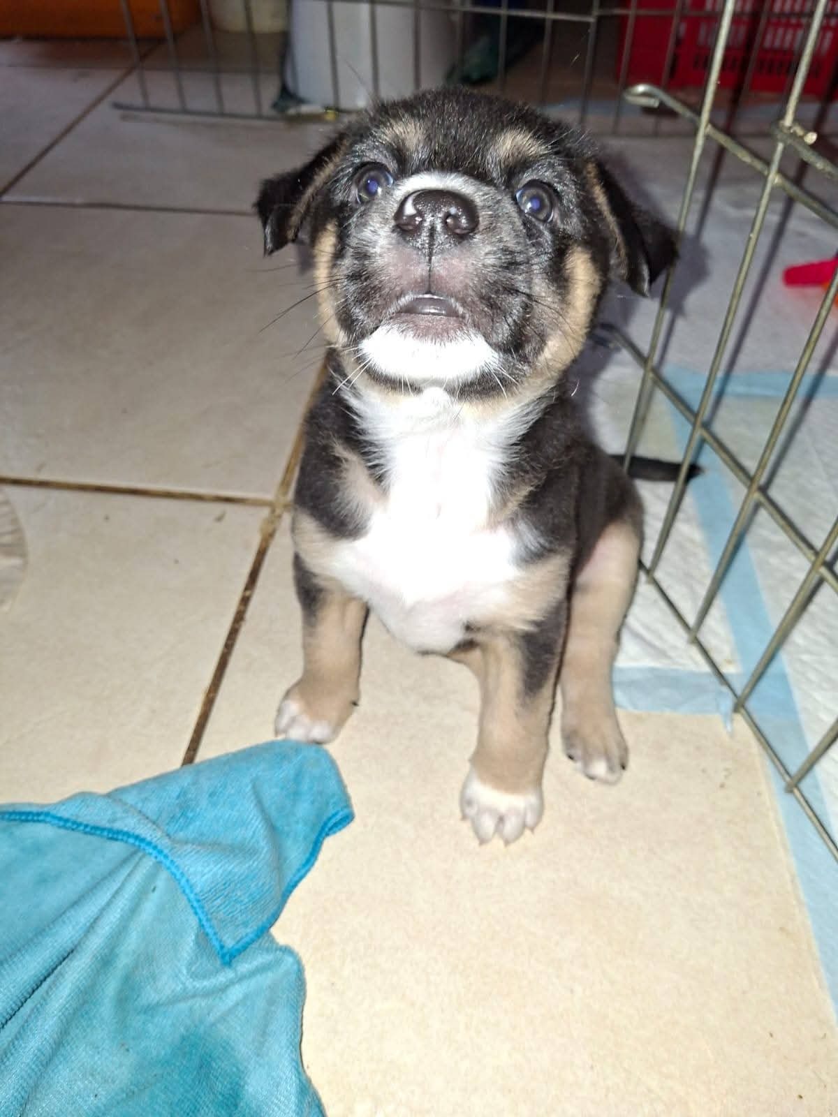 Adoption Boupsy