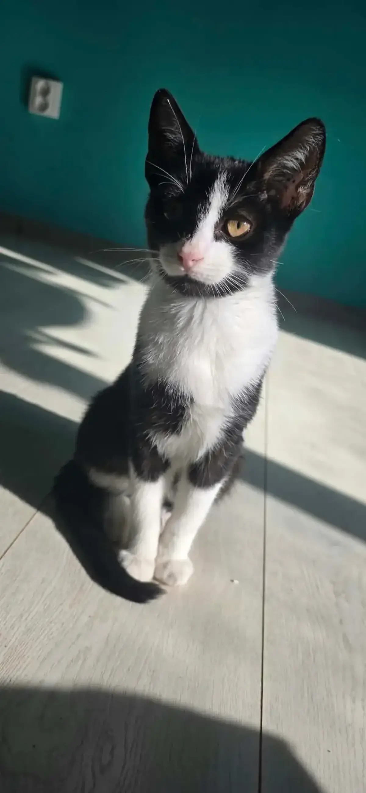Adoption Fuji