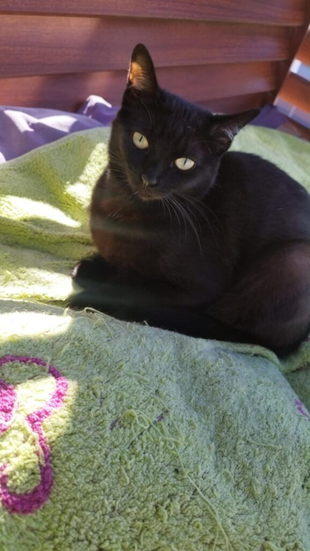 Adoption Arwen