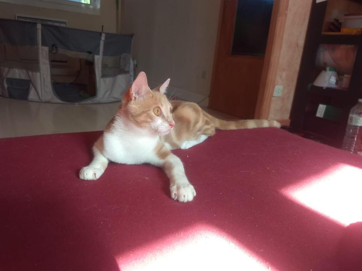 Adoption Banzaï
