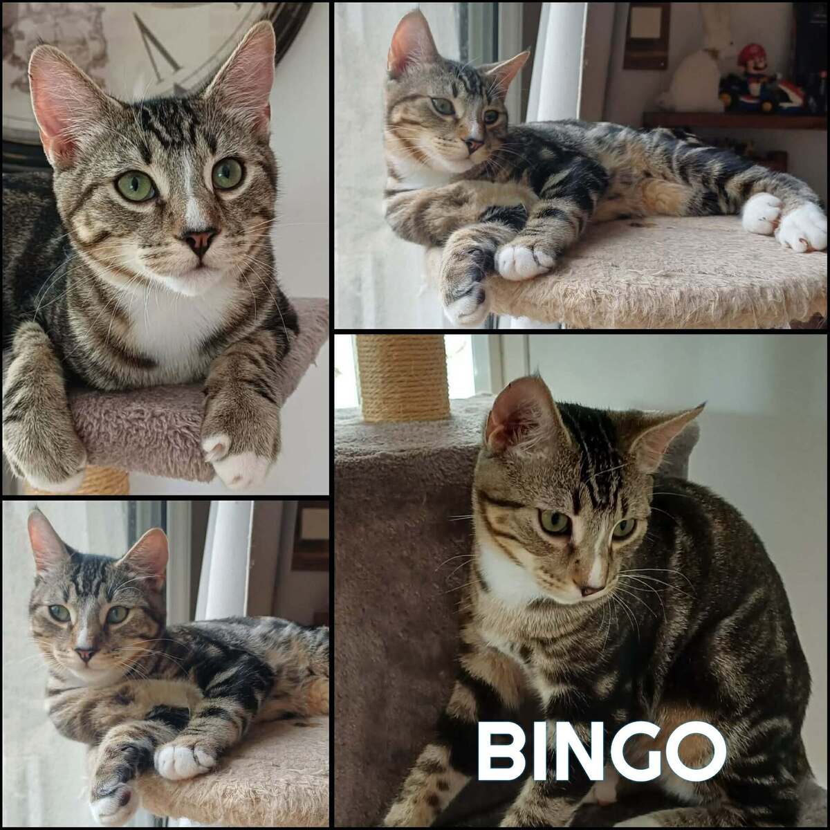 Adoption BINGO