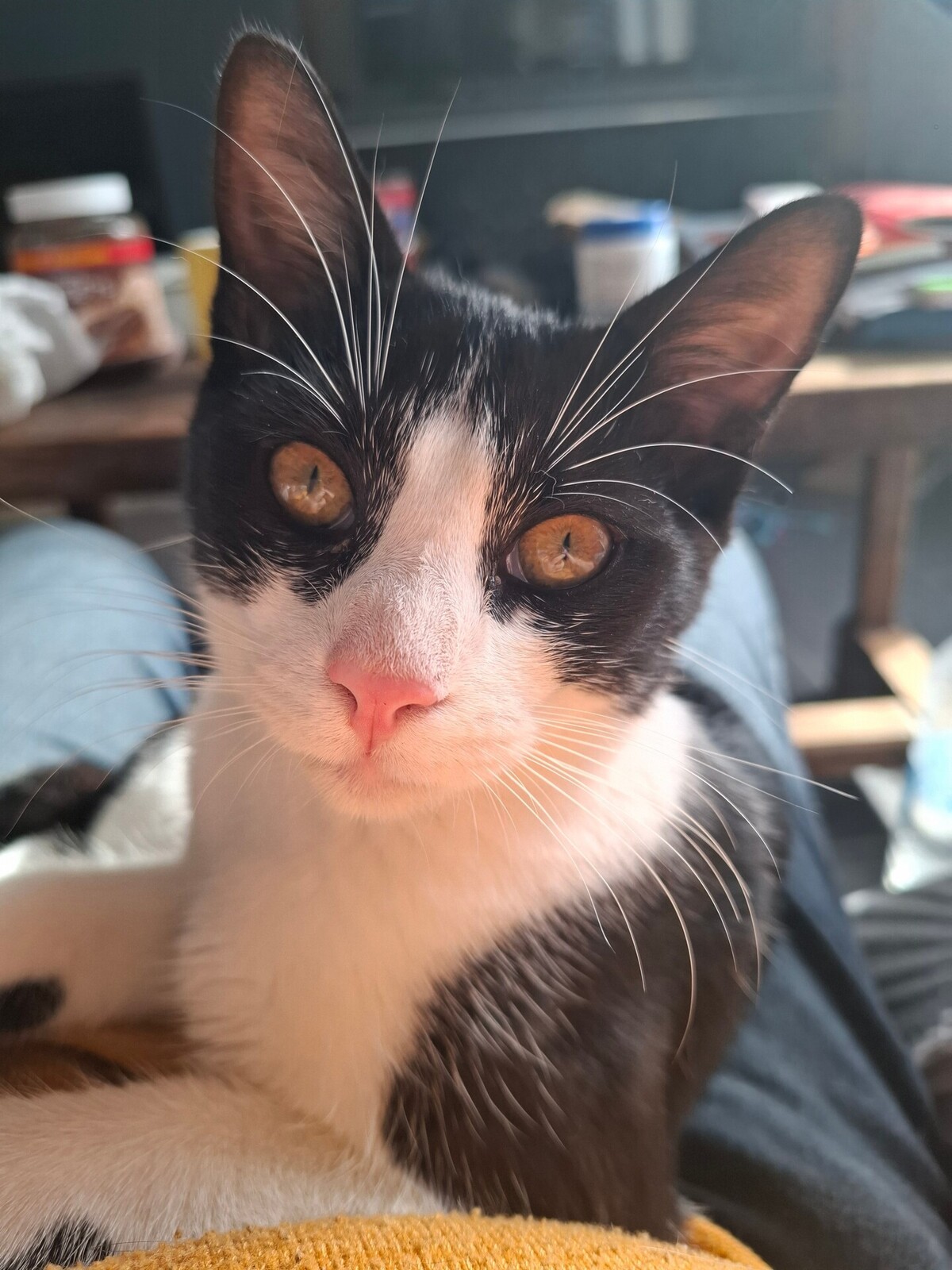 Adoption Bretzel