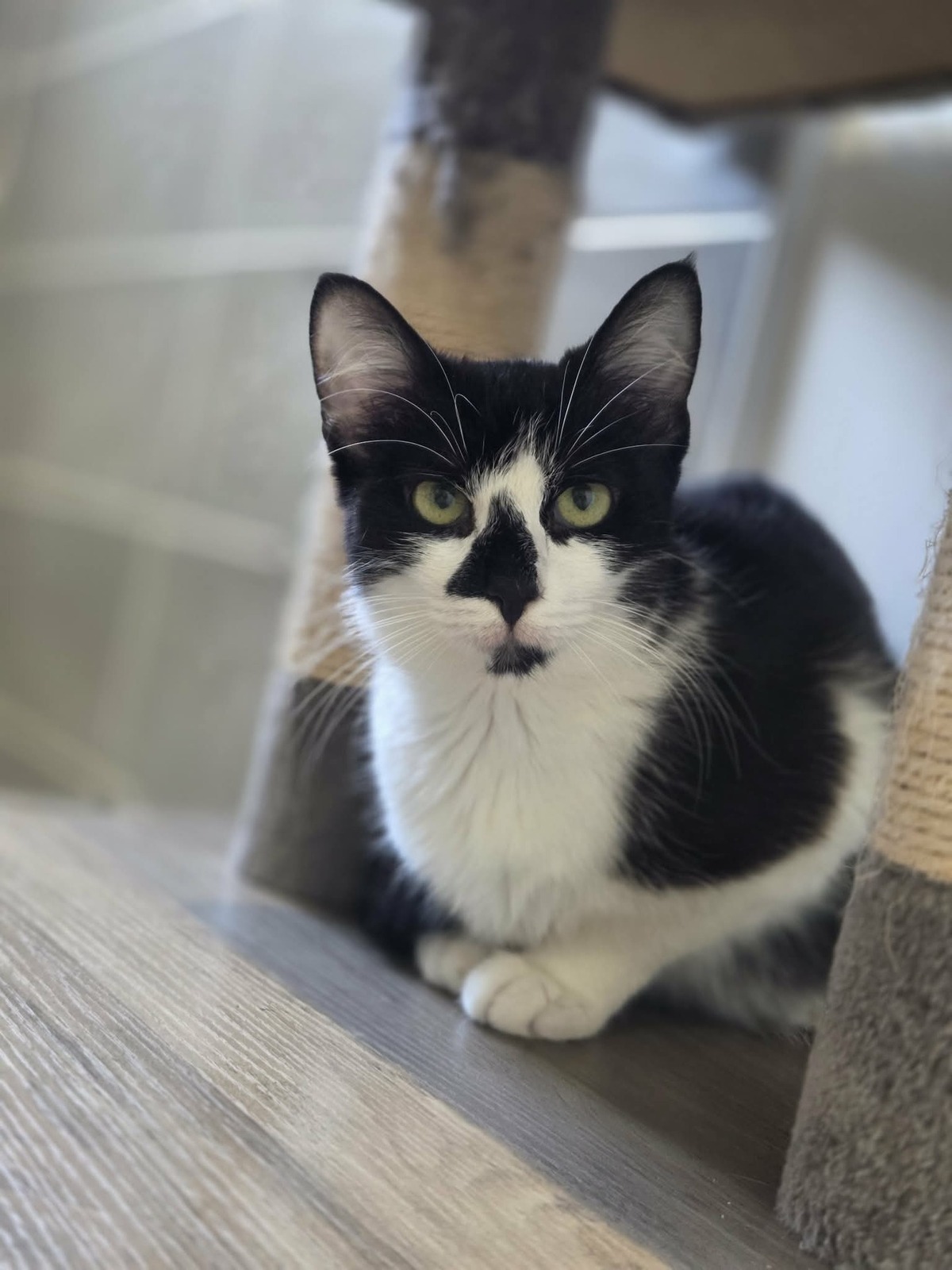 Adoption Clairette
