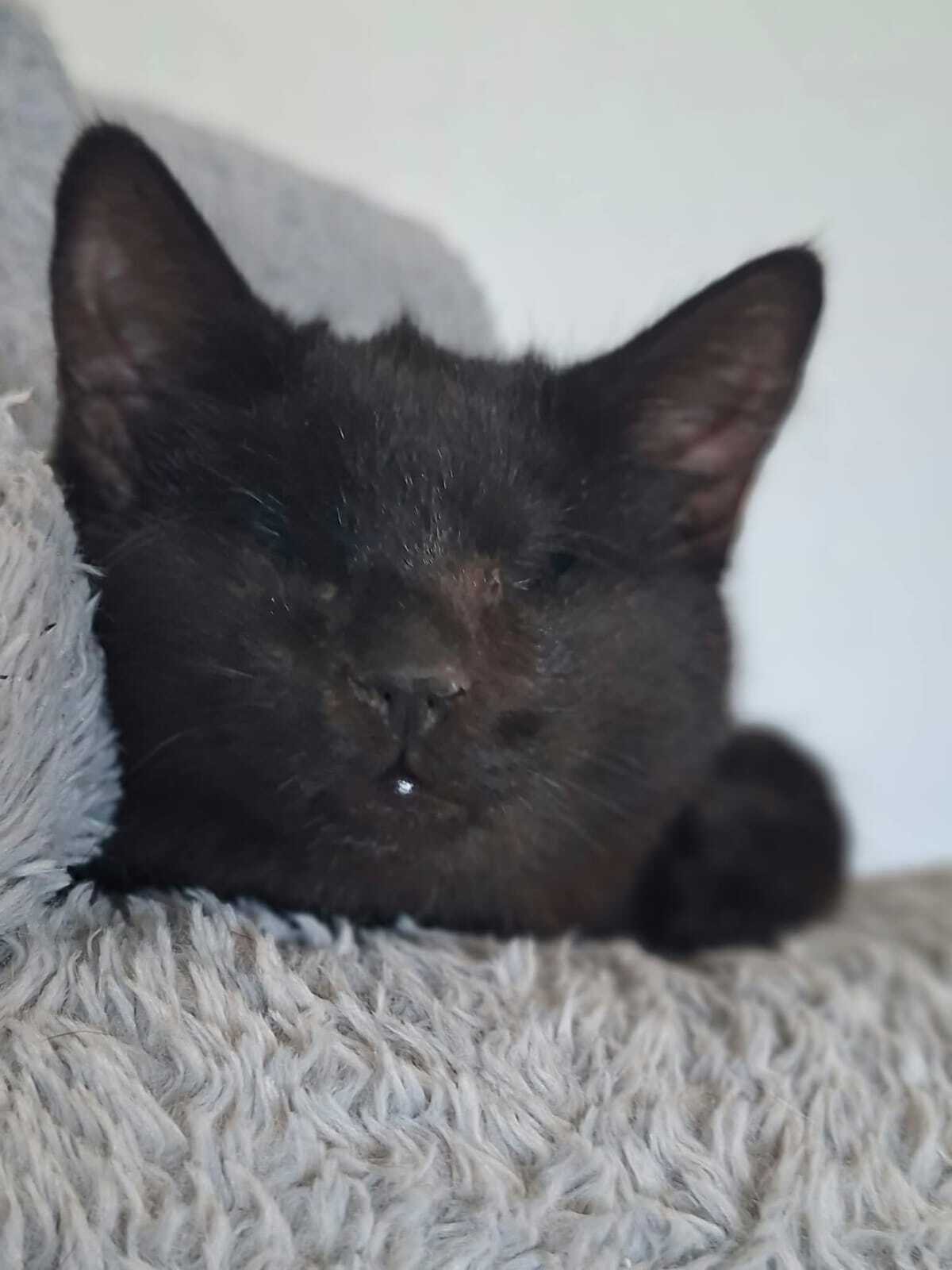 Adoption Gilbert