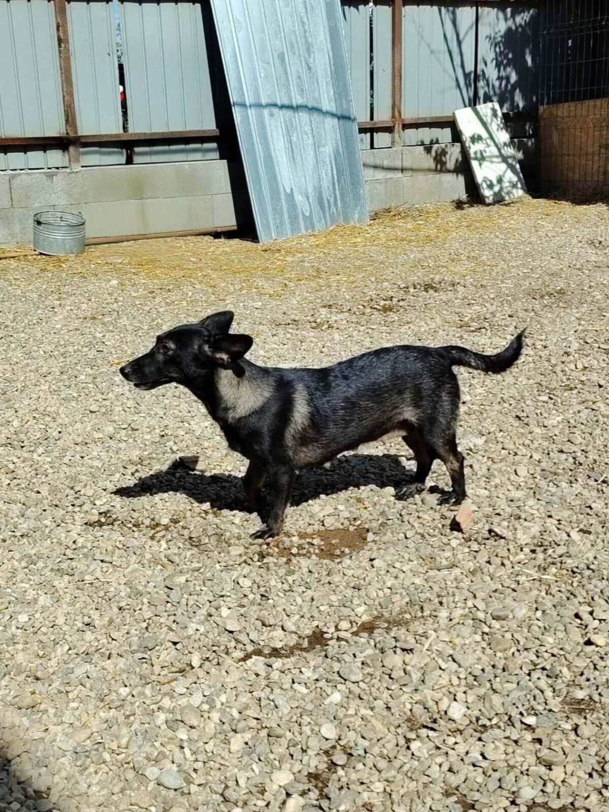 Adoption Melba