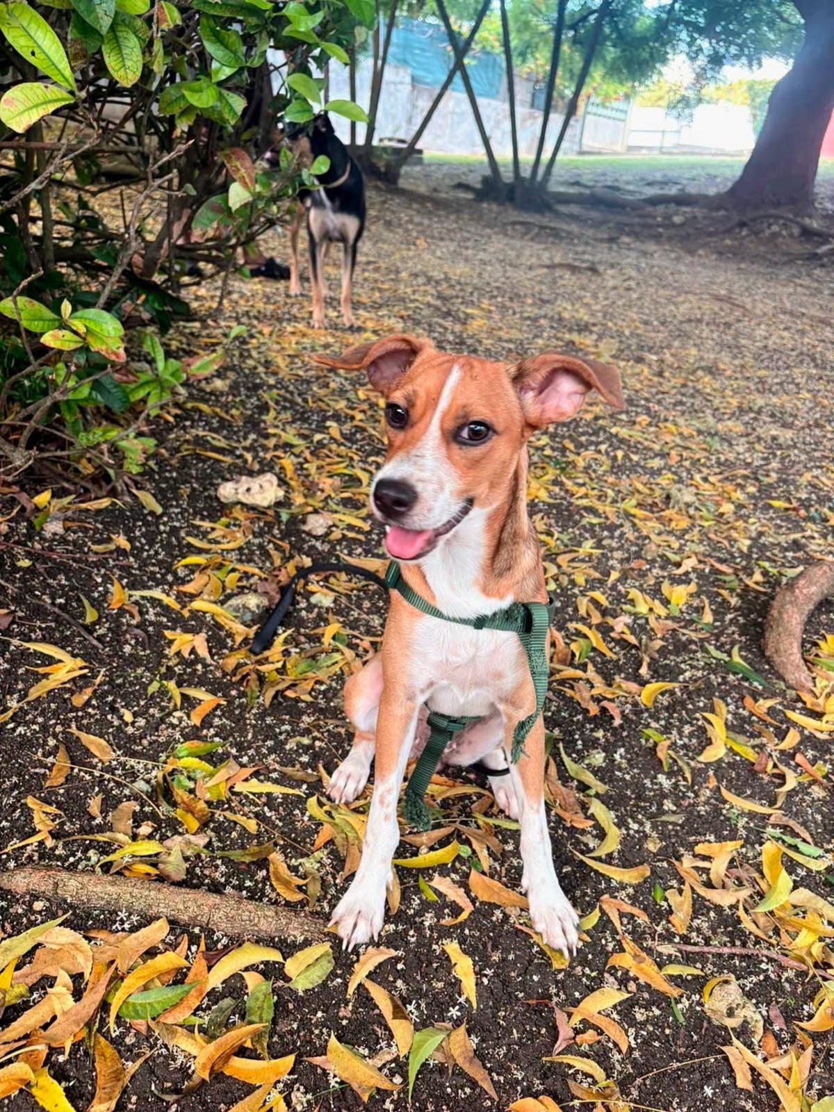 Adoption Changai
