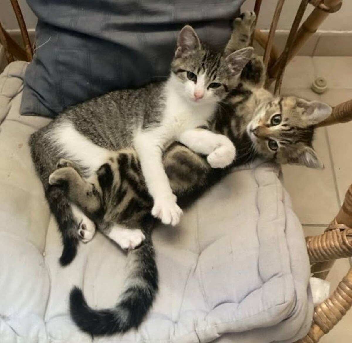 Adoption Bilbo