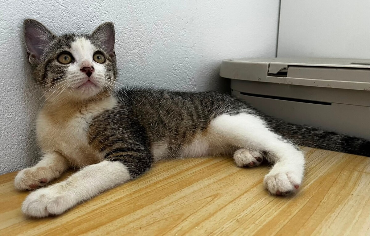 Adoption BELETTE