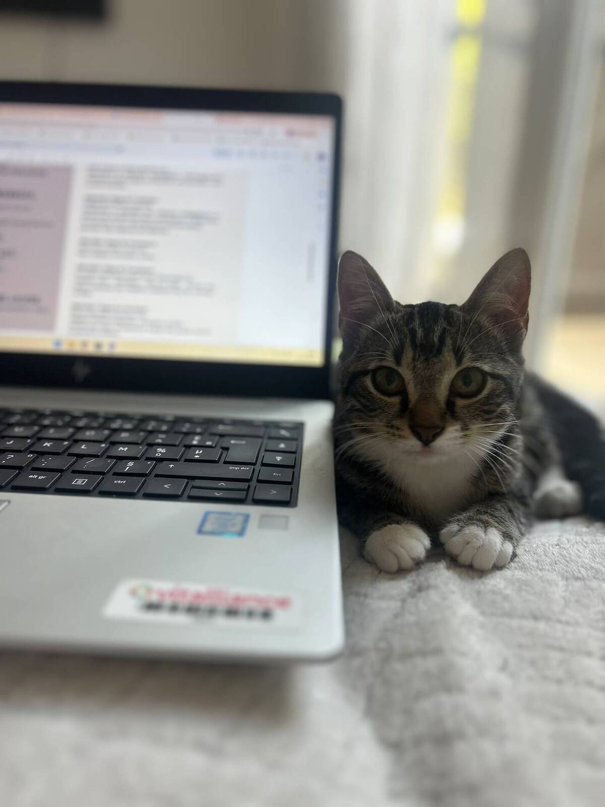 Adoption Shoopi