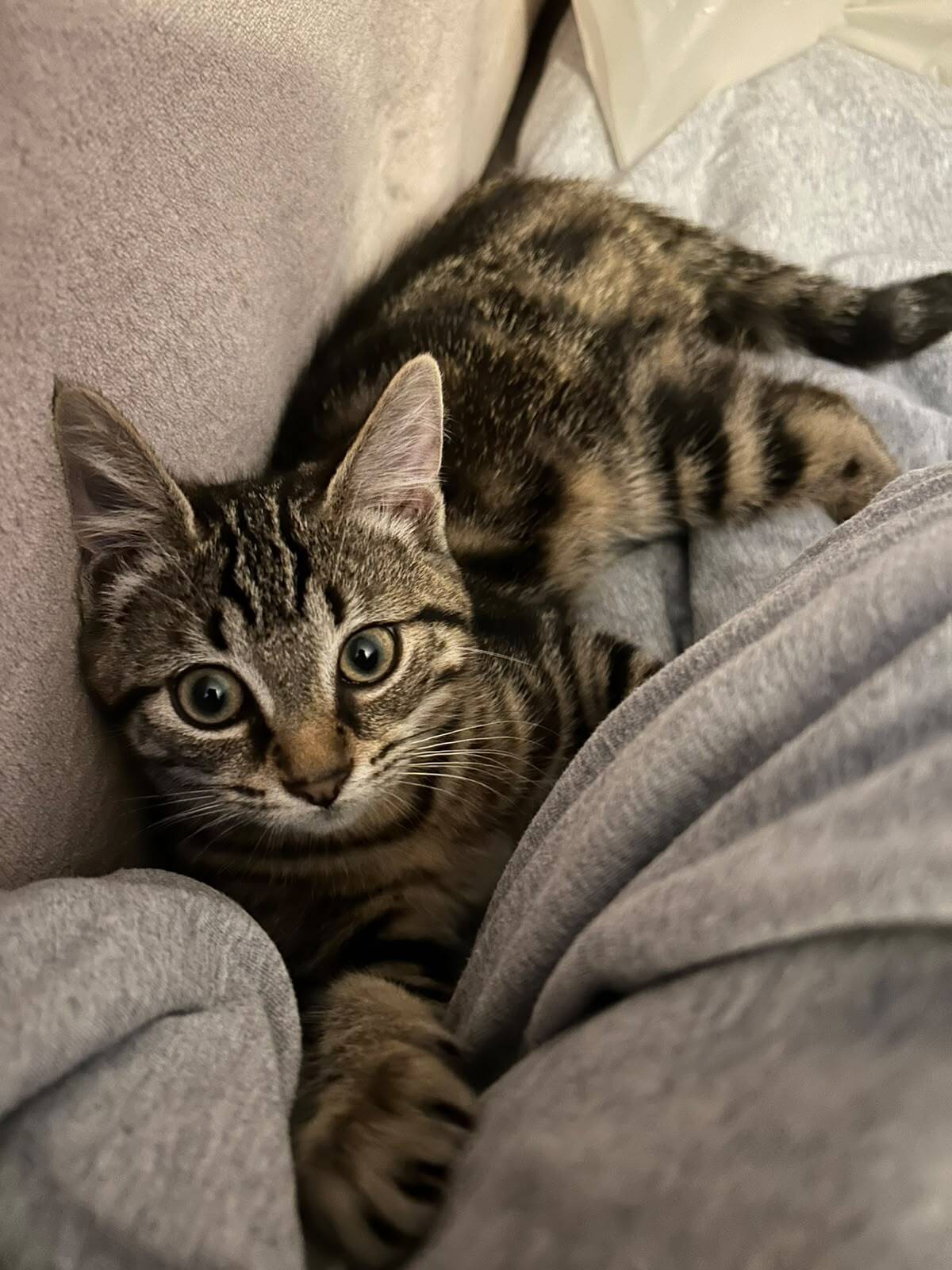 Adoption Nahia