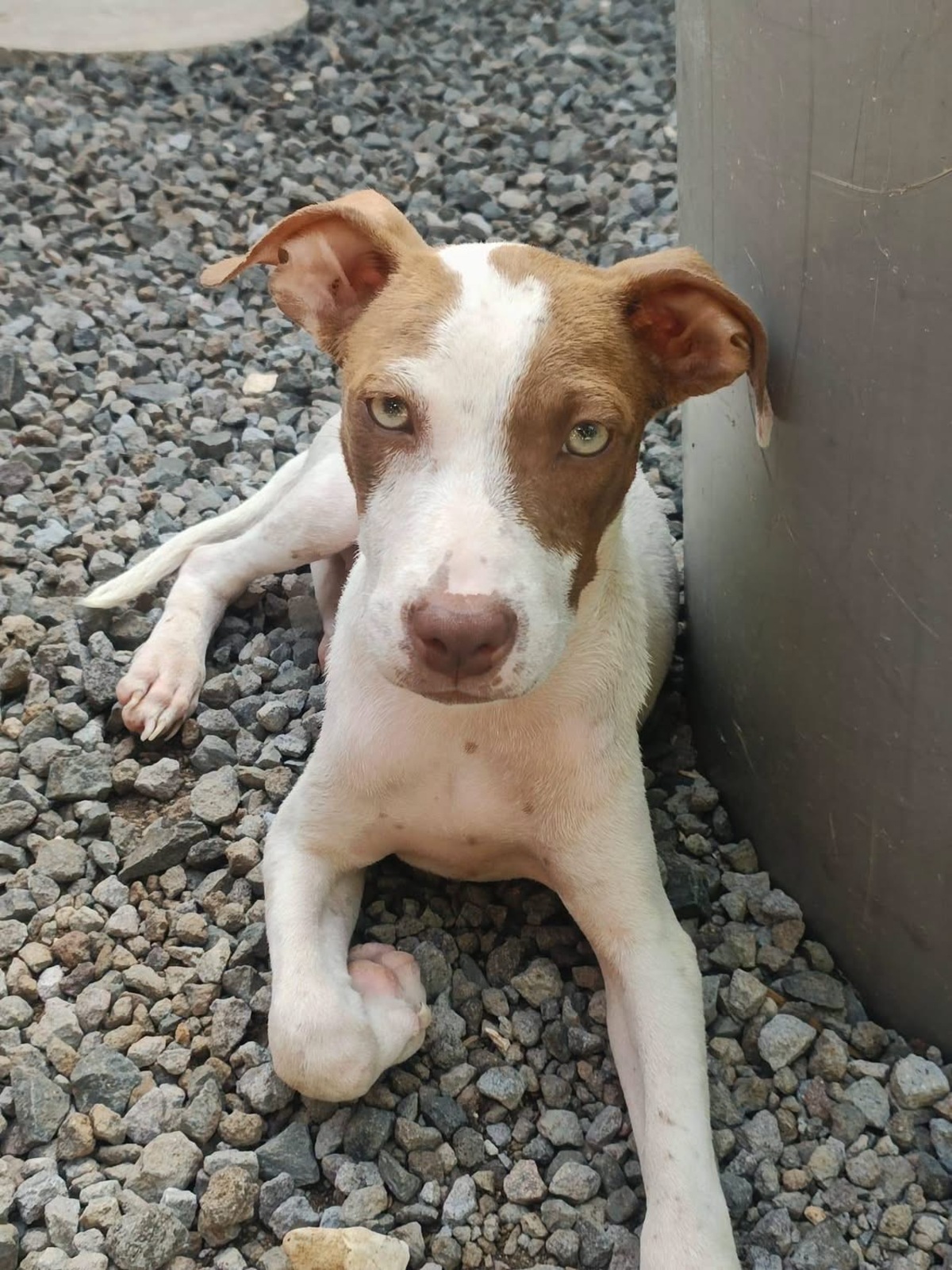 Adoption Bulle