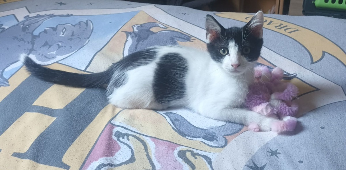 Adoption Crapule