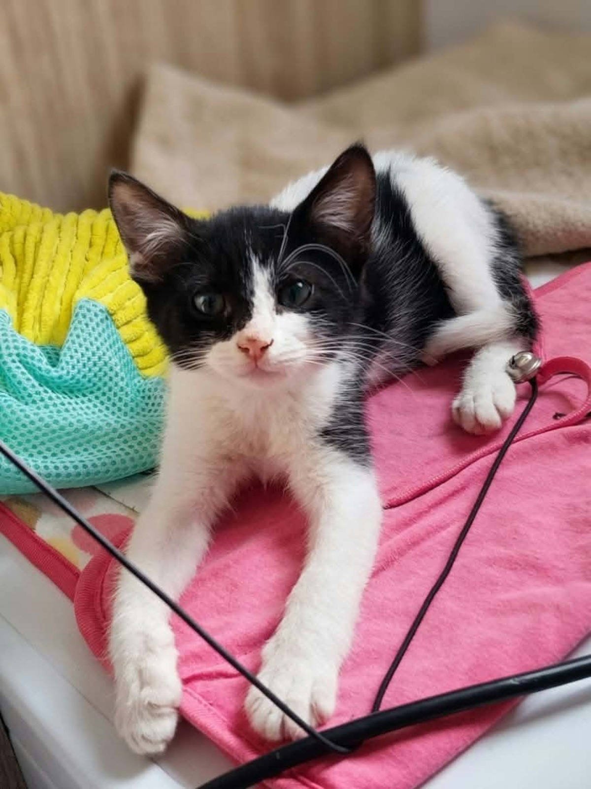 Adoption Pixel & Poky