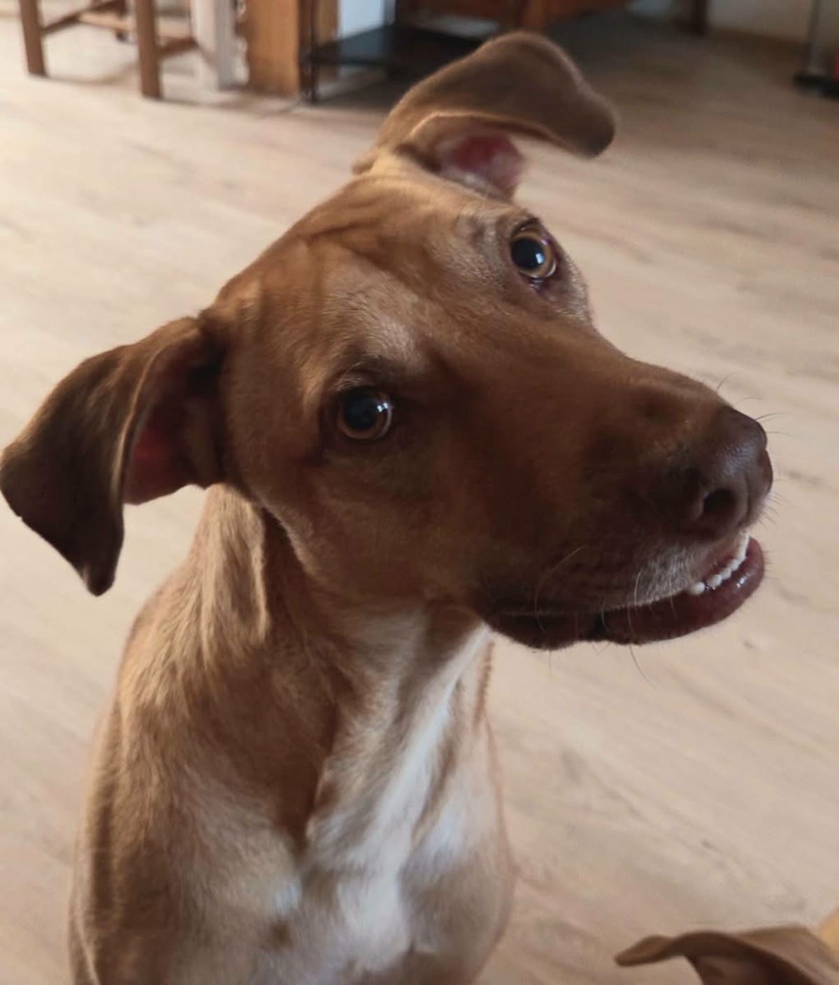 Adoption Fifi