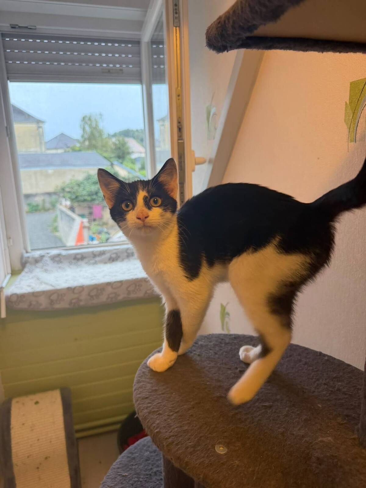 Adoption Blume