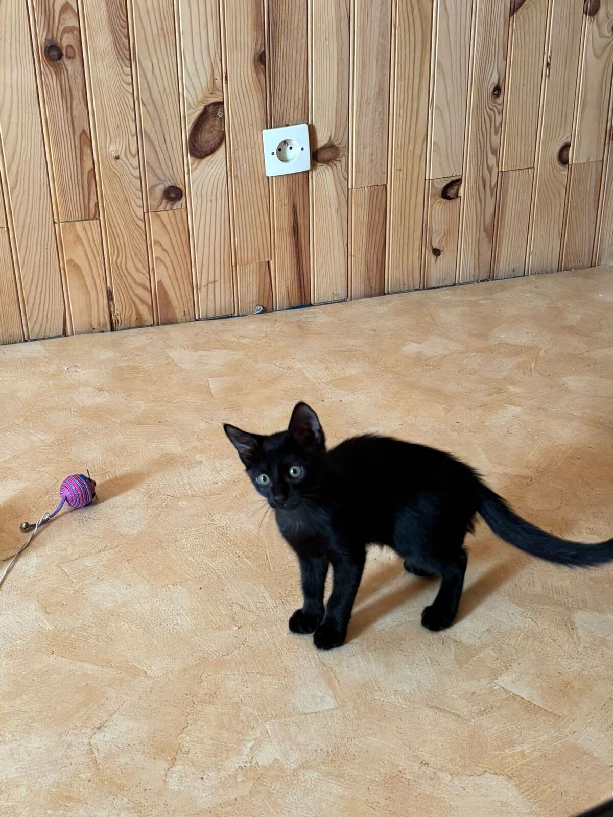 Adoption Aria